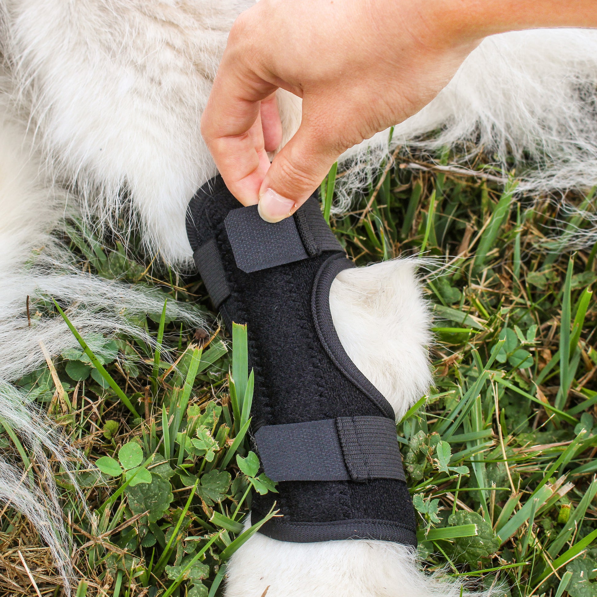 Rear Dog Leg Brace - 2pk Canine Hock Brace for Small to Medium Dogs
