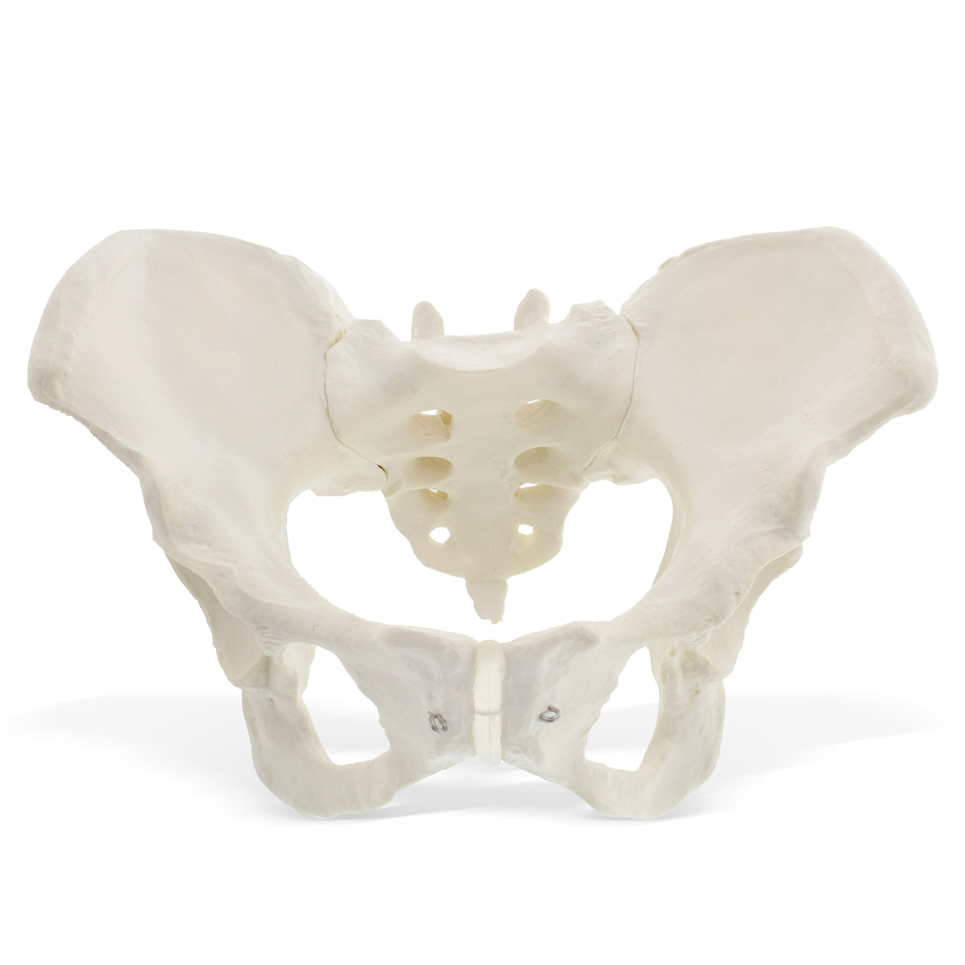 Female Pelvis Model Hip Model – Pelvic Model Female Anatomical Model