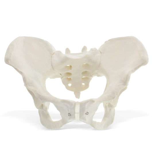 Female Pelvis Model Hip Model – Pelvic Model Female Anatomical Model