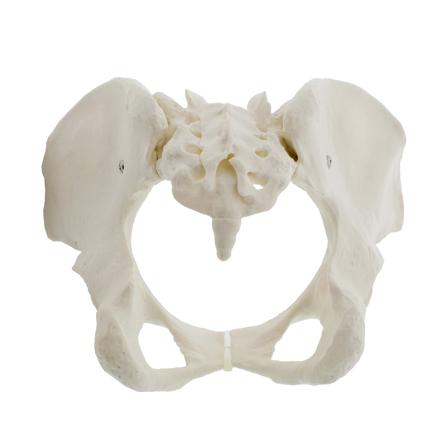 Female Pelvis Model Hip Model – Pelvic Model Female Anatomical Model