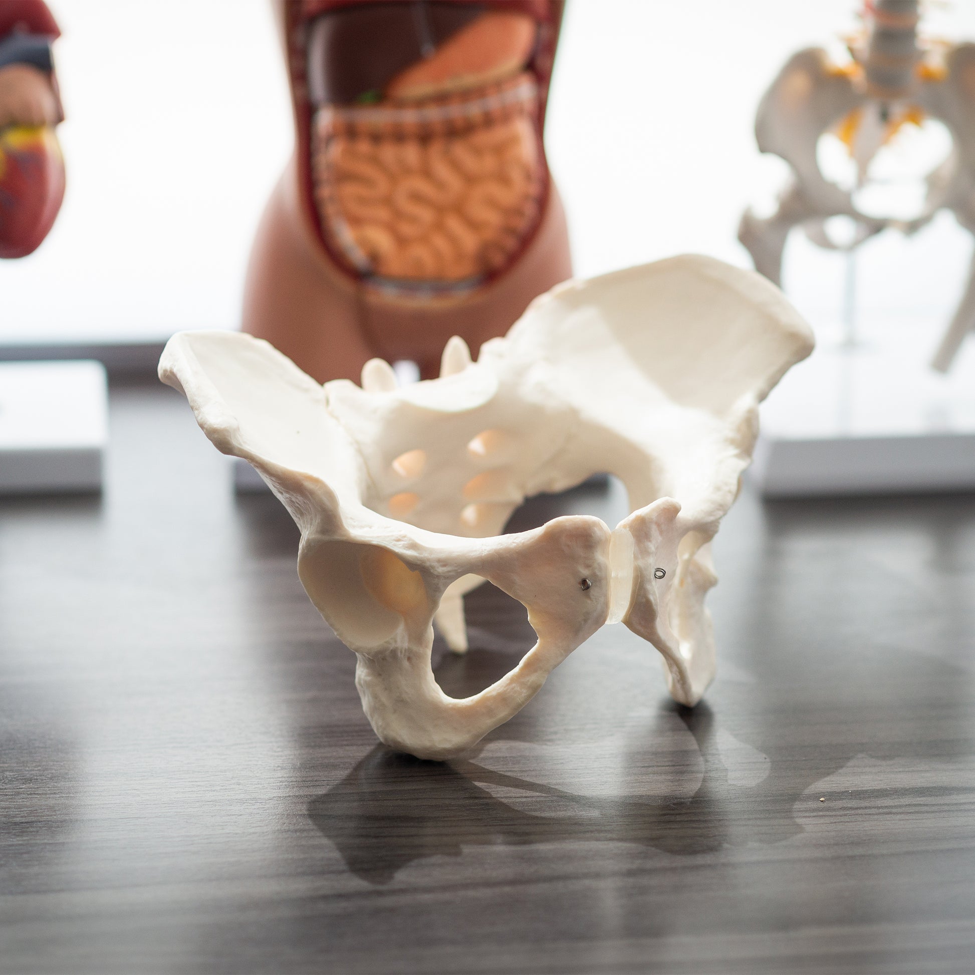 Female Pelvis Model Hip Model – Pelvic Model Female Anatomical Model