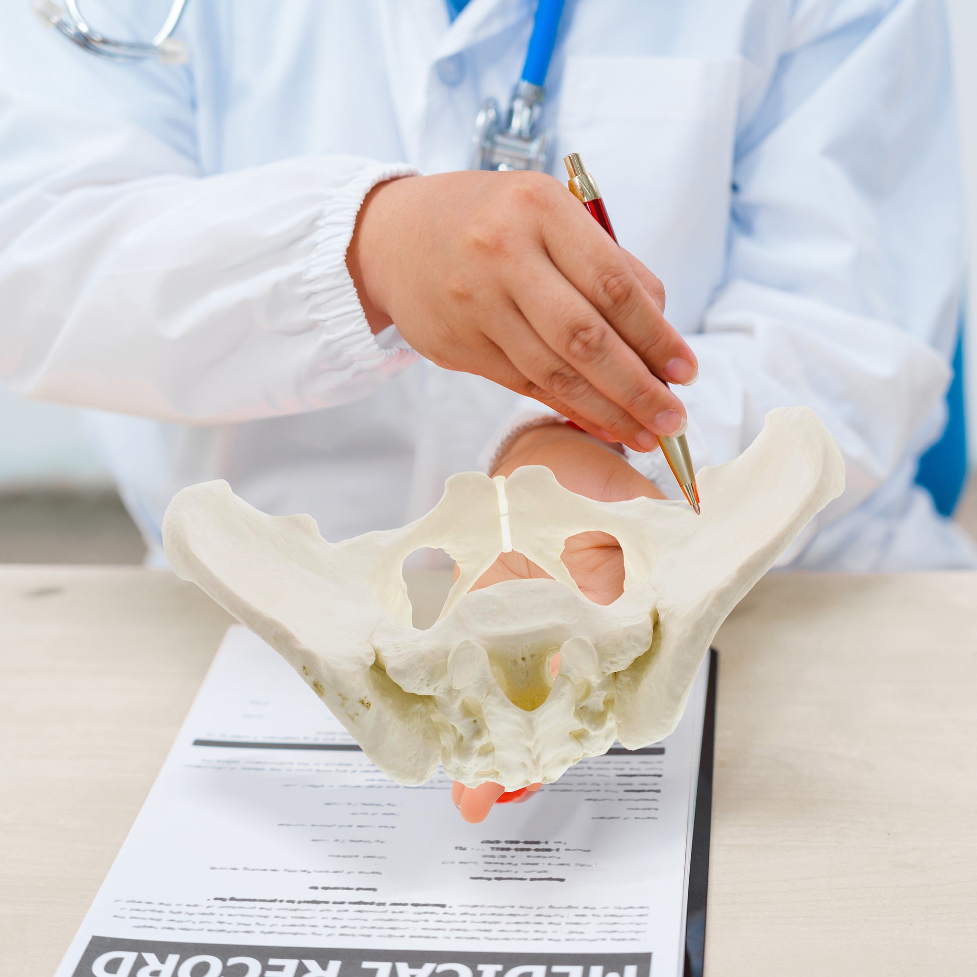 Female Pelvis Model Hip Model – Pelvic Model Female Anatomical Model