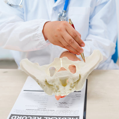 Female Pelvis Model Hip Model – Pelvic Model Female Anatomical Model