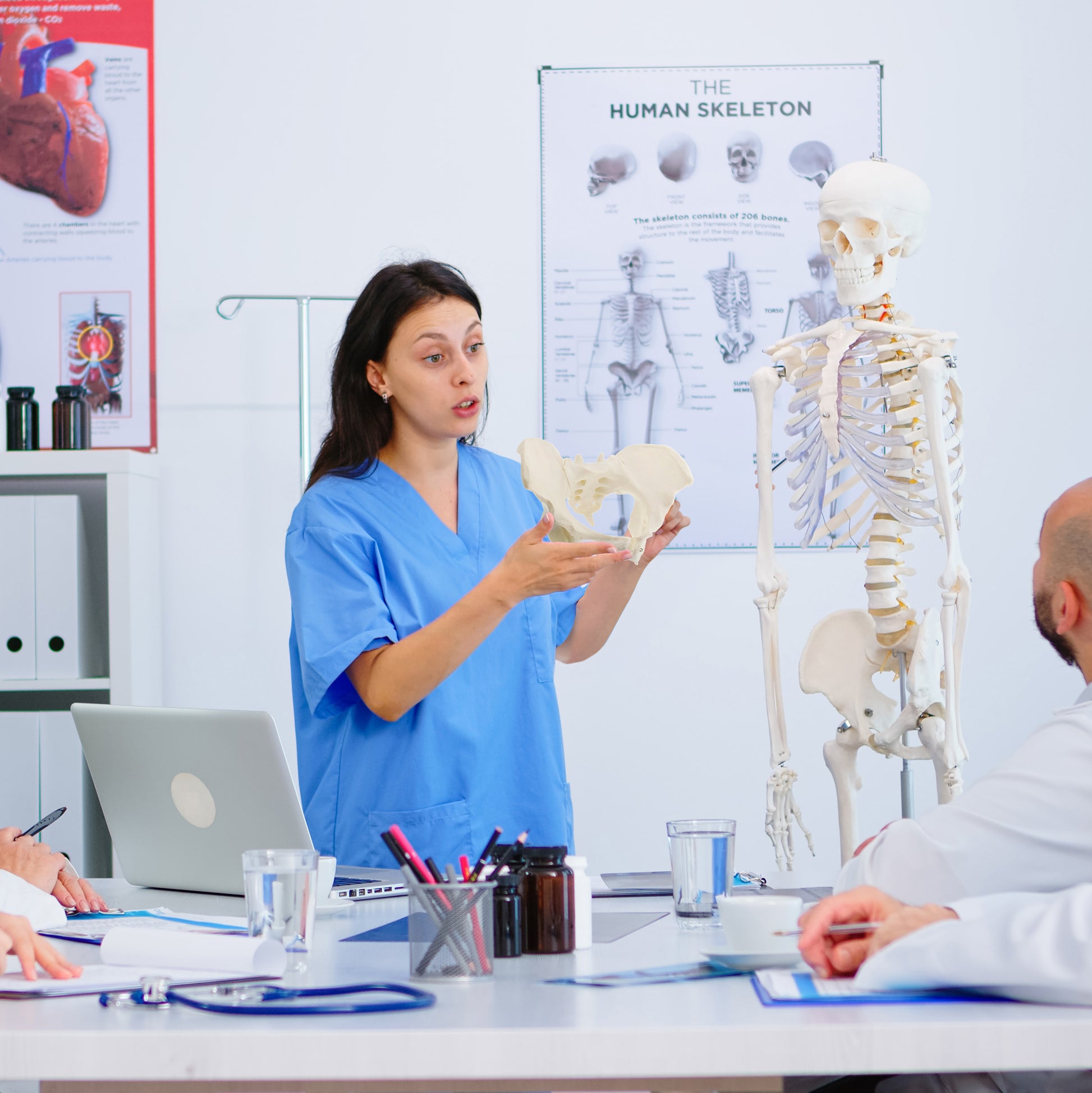 Female Pelvis Model Hip Model – Pelvic Model Female Anatomical Model