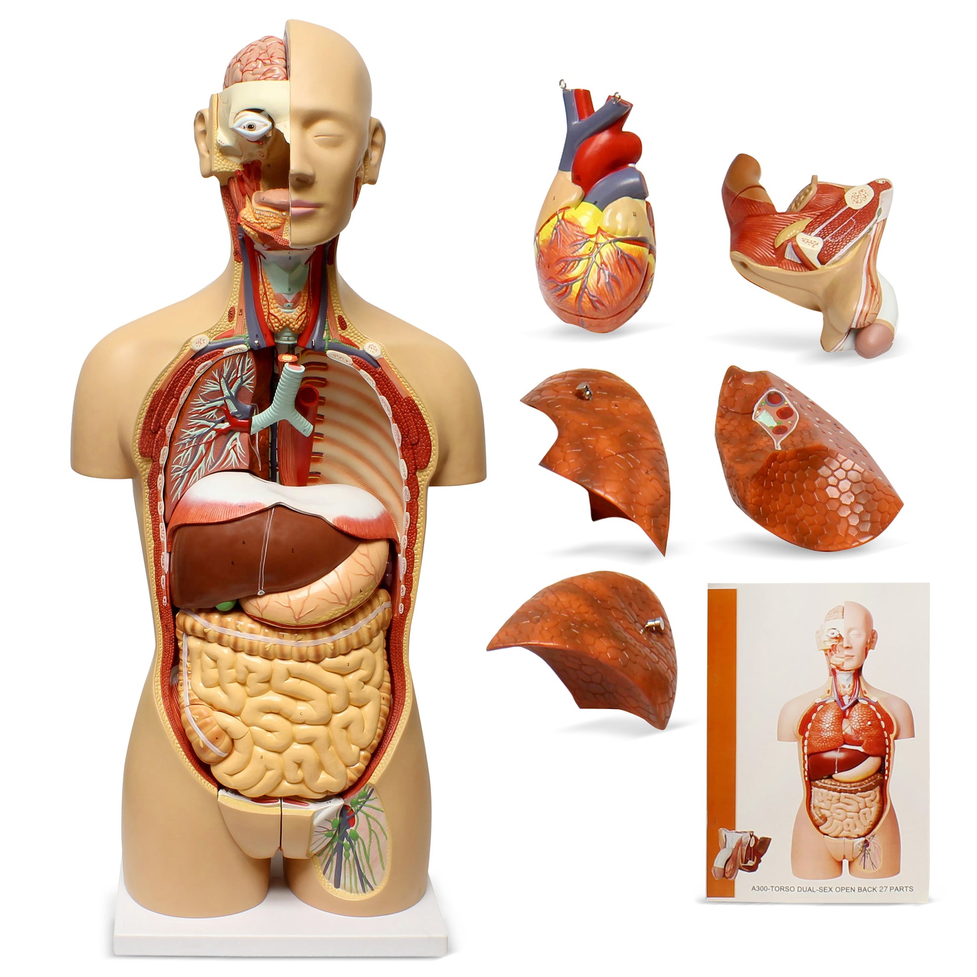Human Torso Model – Life Size Human Body Model Removable Organs