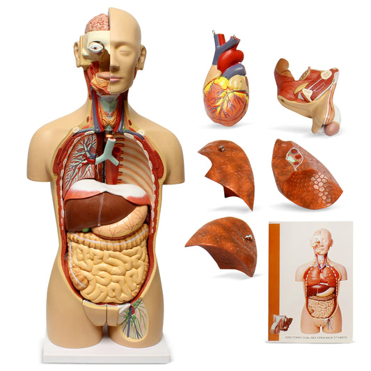 Human Torso Model – Life Size Human Body Model Removable Organs