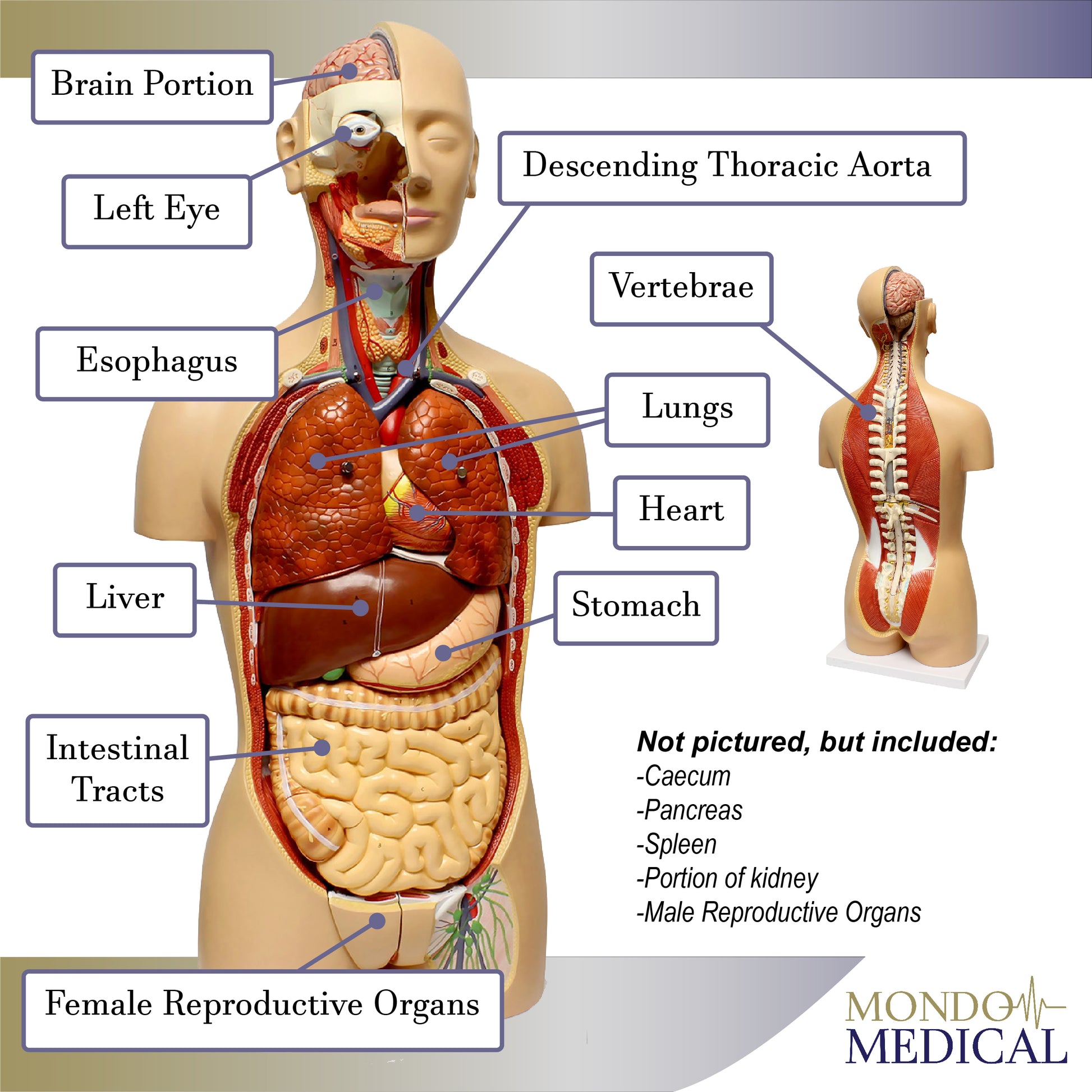 Human Torso Model – Life Size Human Body Model Removable Organs