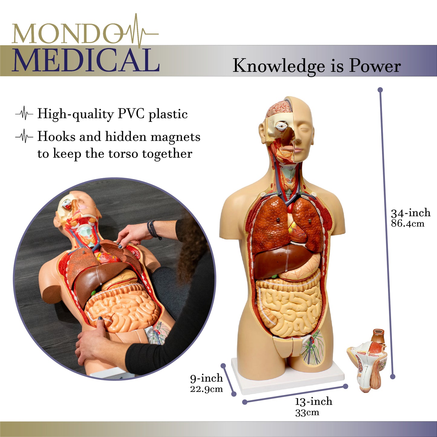 Human Torso Model – Life Size Human Body Model Removable Organs