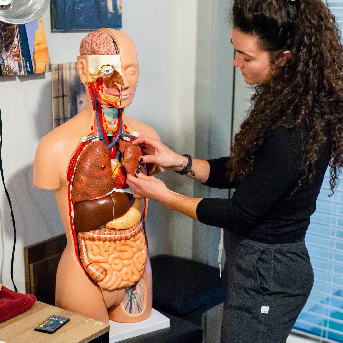 Human Torso Model – Life Size Human Body Model Removable Organs