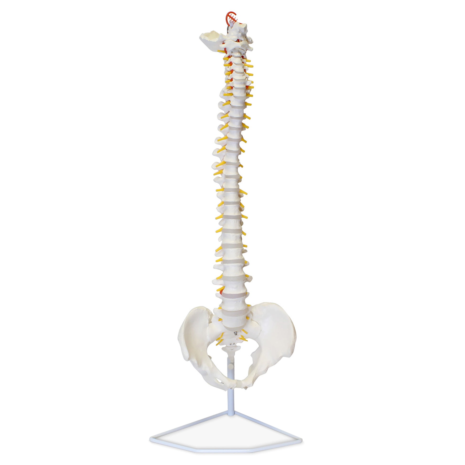 Vertebral Column Model & Spinal Nerves Flexible Spine Model with Stand