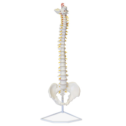 Vertebral Column Model & Spinal Nerves Flexible Spine Model with Stand