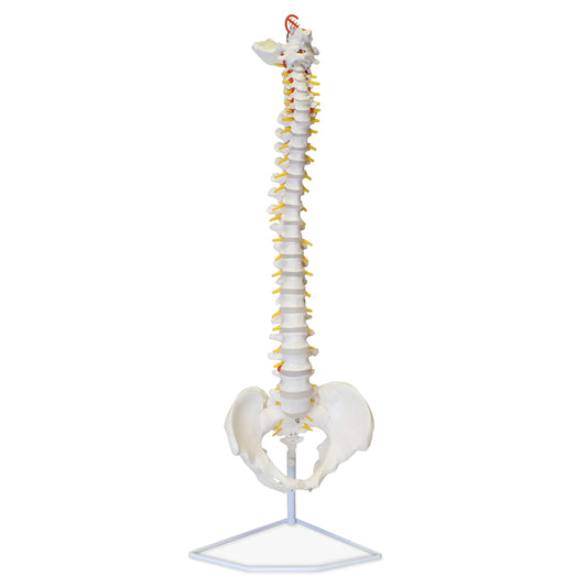 Vertebral Column Model & Spinal Nerves Flexible Spine Model with Stand