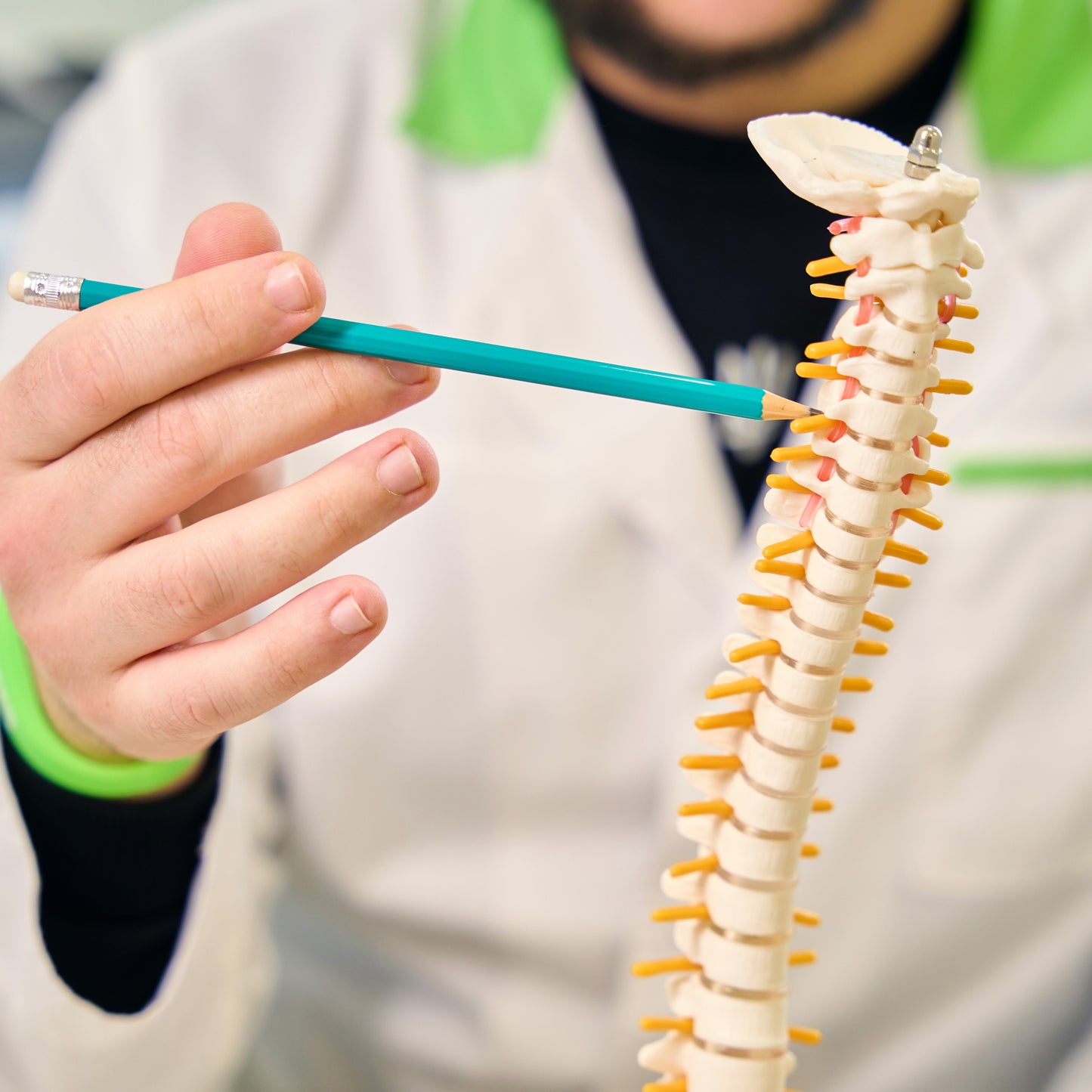 Vertebral Column Model & Spinal Nerves Flexible Spine Model with Stand