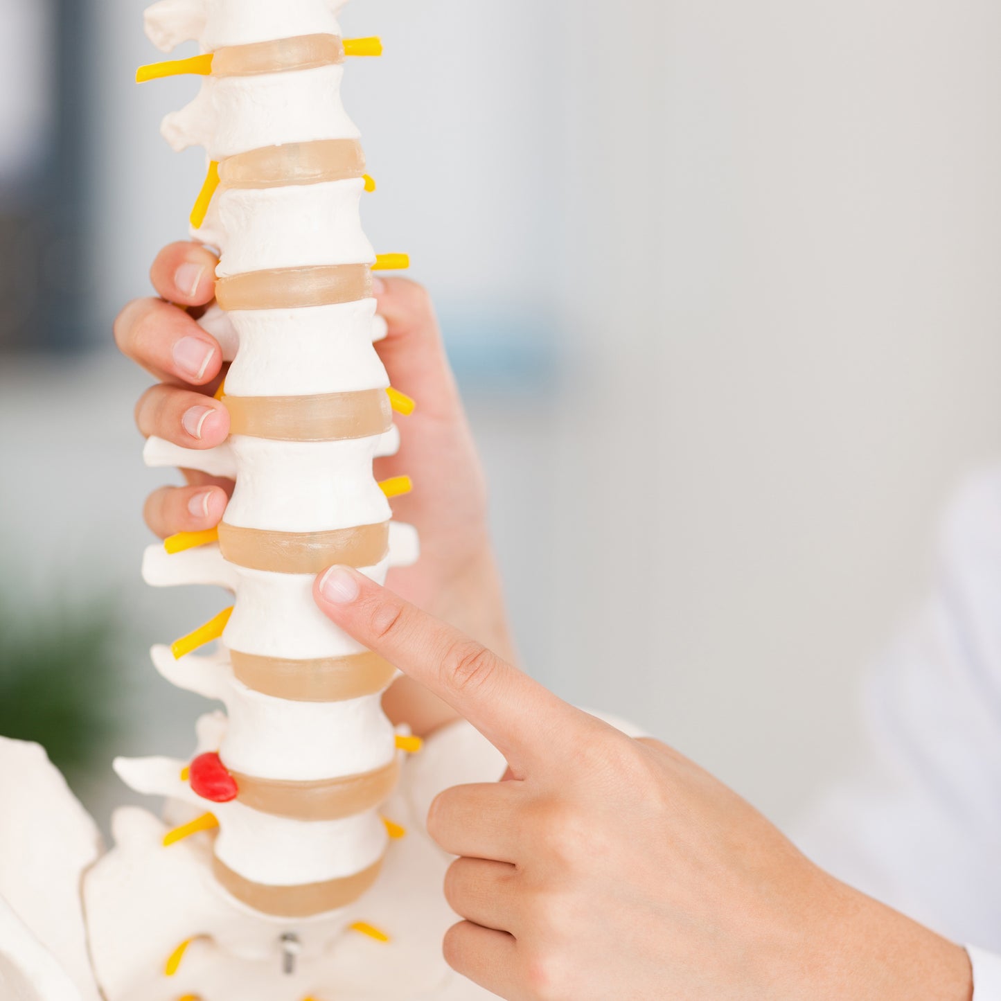 Vertebral Column Model & Spinal Nerves Flexible Spine Model with Stand