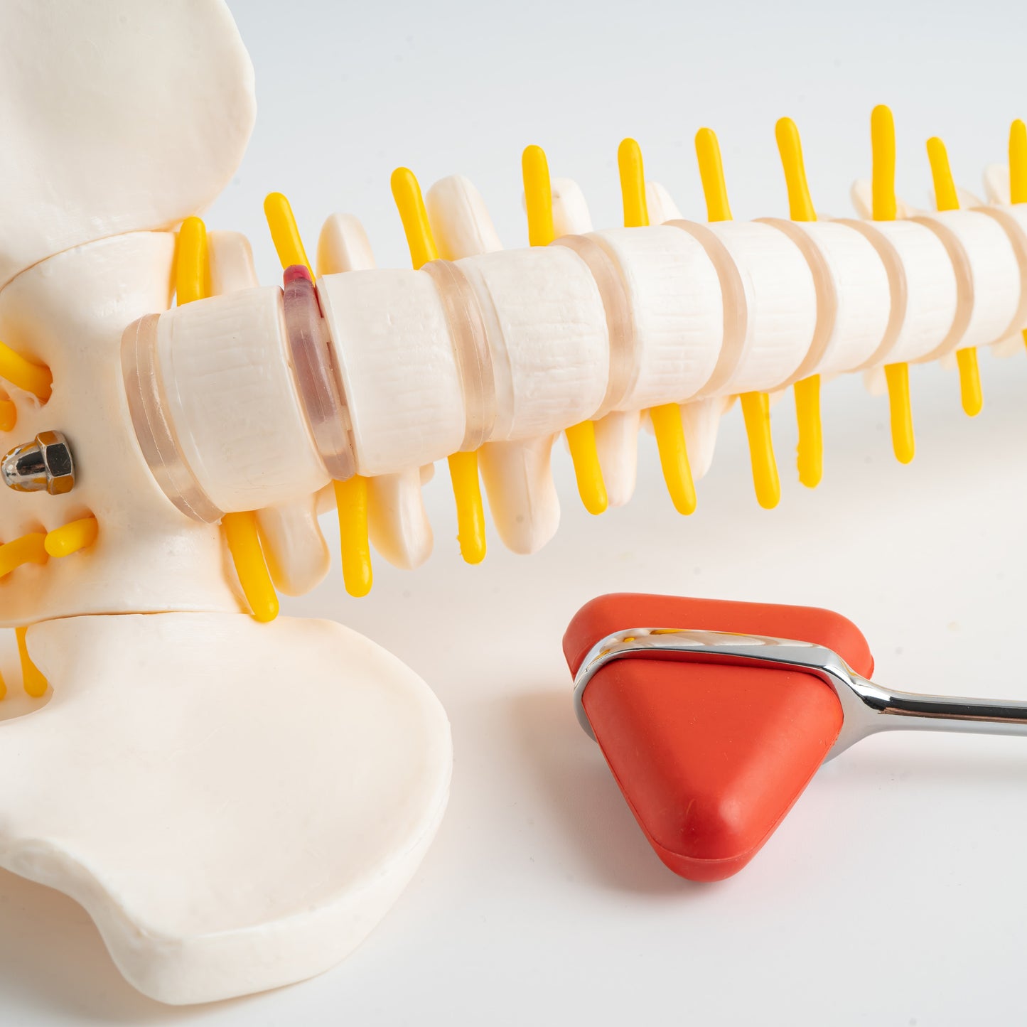 Vertebral Column Model & Spinal Nerves Flexible Spine Model with Stand