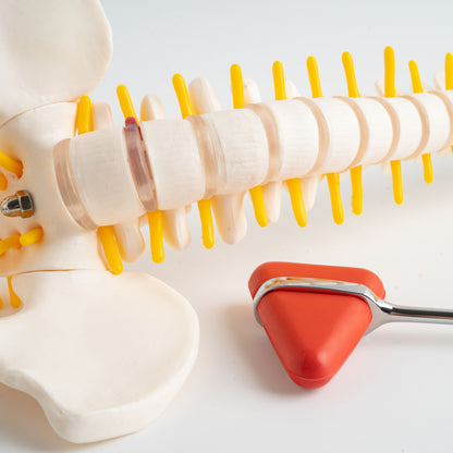 Vertebral Column Model & Spinal Nerves Flexible Spine Model with Stand