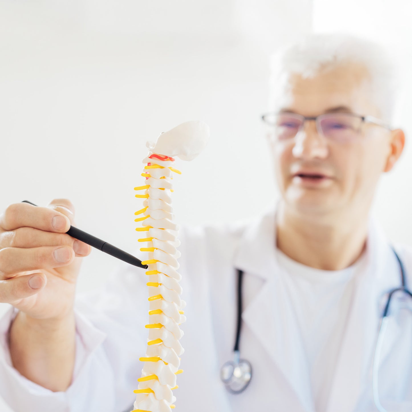 Vertebral Column Model & Spinal Nerves Flexible Spine Model with Stand