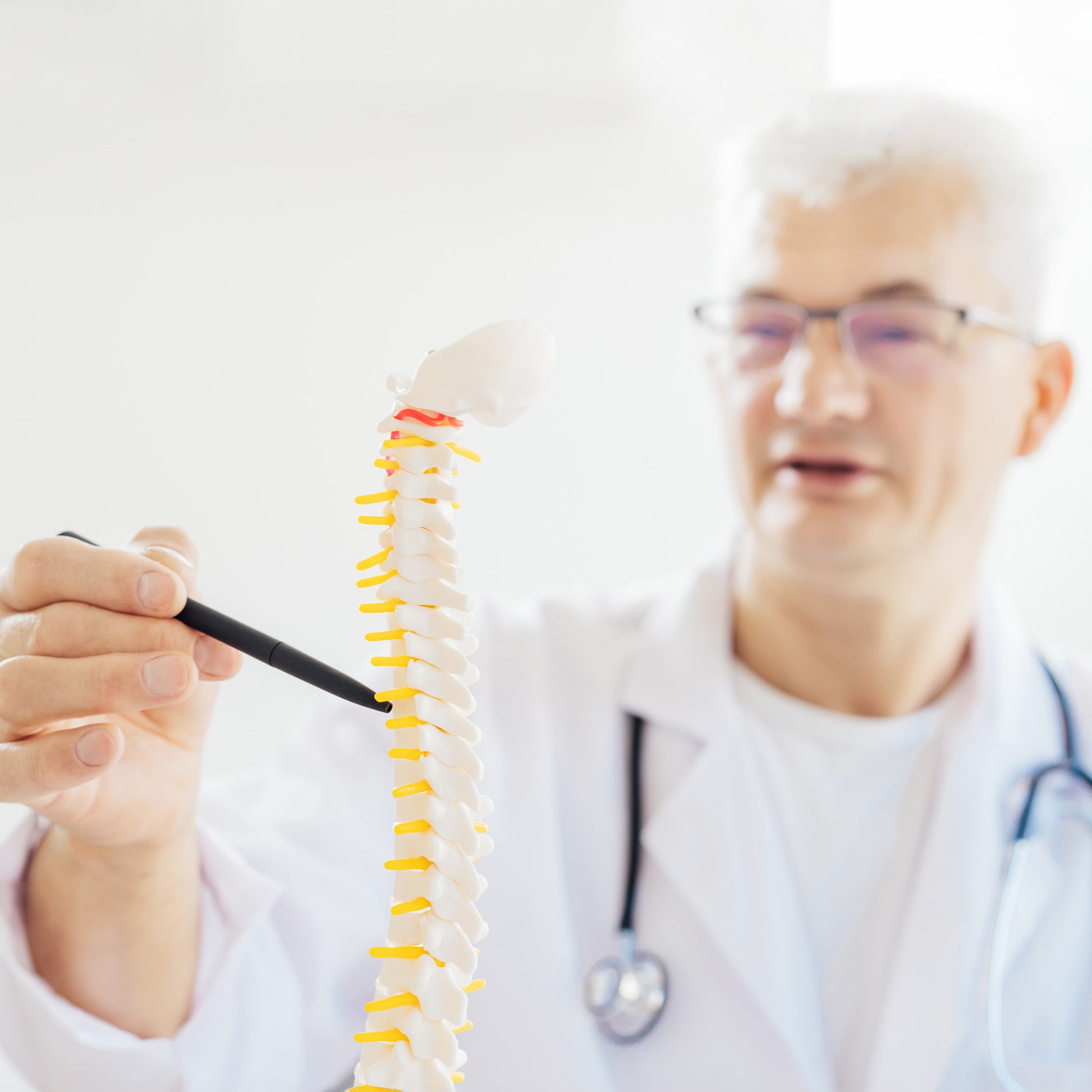 Vertebral Column Model & Spinal Nerves Flexible Spine Model with Stand